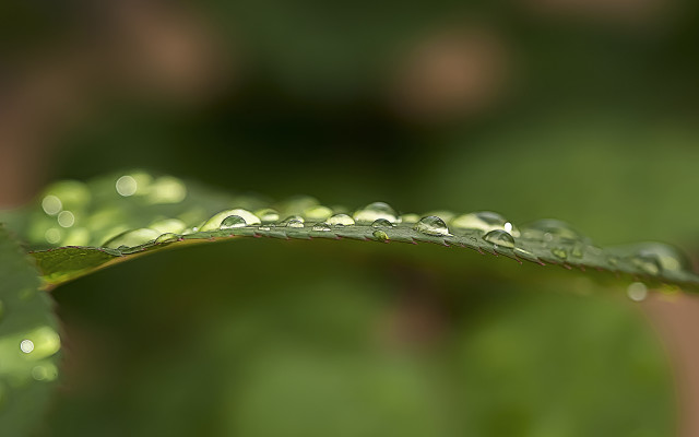 Green leaf water droplets macro #7 free wallpaper - medium preview image
