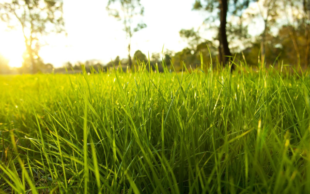 Sunshine forest tree grass bokeh free wallpaper - medium preview image