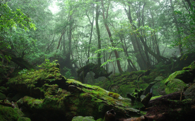 Forest moss rocks trees foggy free wallpaper - medium preview image