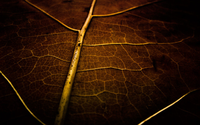 Leaf stem light dark macro free wallpaper - medium preview image