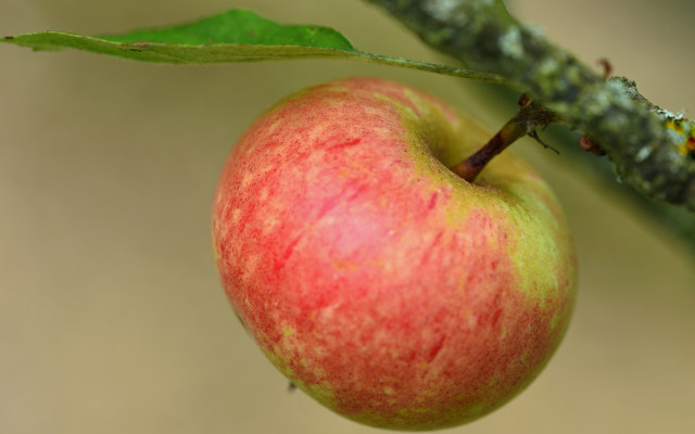 Red apple branch green leaf free wallpaper - medium preview image