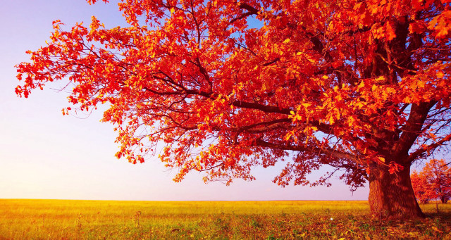 Autumn tree red leaves grassy free wallpaper - medium preview image