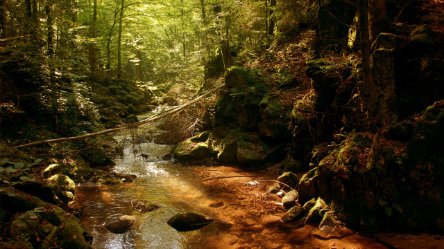 Stream lush green forest trees #2 free wallpaper - medium preview image