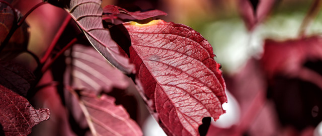 Red leaf hanging branch macro free wallpaper - medium preview image
