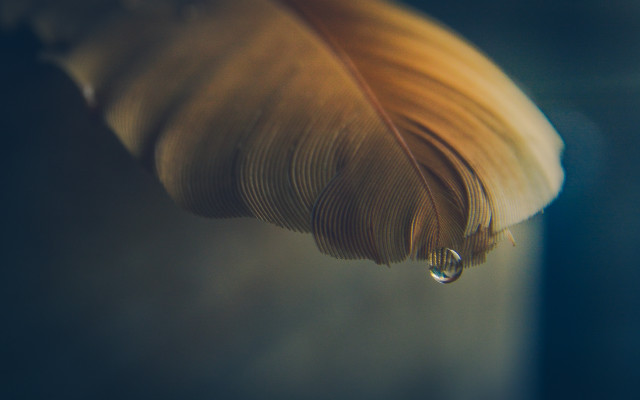 Feather water drop macro photography free wallpaper - medium preview image