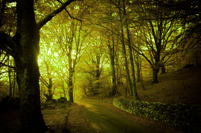Path woods trees stone wall free wallpaper - medium preview image