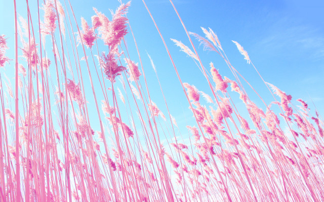 Pink cherry blossoms blue sky #2 free wallpaper - medium preview image