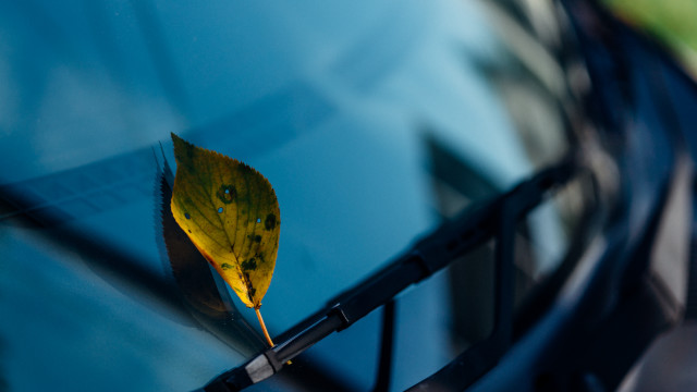 Leaf reflection minimalism stilllife underwater free wallpaper - medium preview image