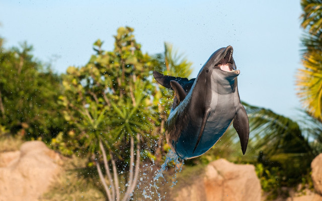 Dolphin jumping water open mouthed free wallpaper - medium preview image