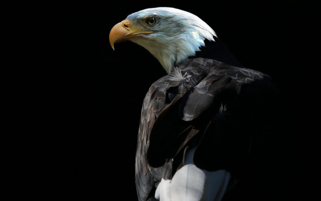 Bald eagle white head black free wallpaper - medium preview image