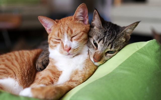 Cats cuddling green pillow sleeping free wallpaper - medium preview image
