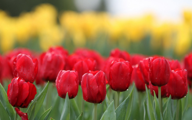 Red tulips yellow background bokeh free wallpaper - medium preview image