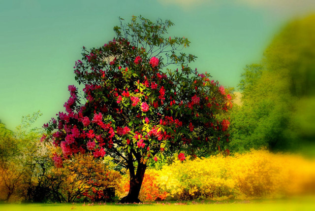 Tree red flowers field yellow free wallpaper - medium preview image
