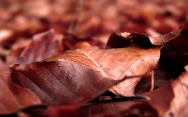 Leaves closeup autumn macro blurry free wallpaper - medium preview image