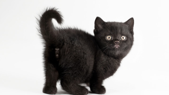 Black kitten surprised tail white free wallpaper - medium preview image