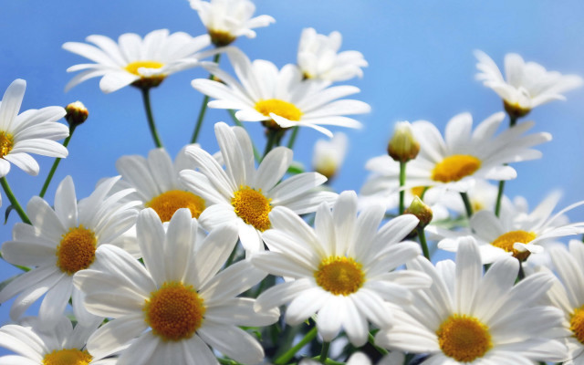 Daisy blue sky macro flower free wallpaper - medium preview image