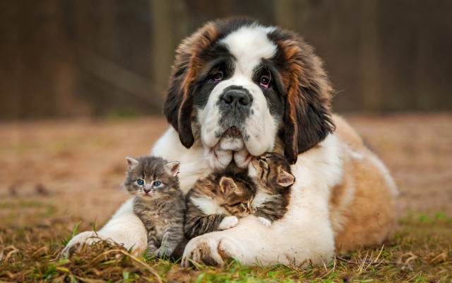 Dog kitten grass outdoors naturalism free wallpaper - medium preview image