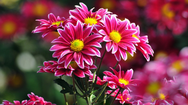 Pink flower field bokeh macro free wallpaper - medium preview image