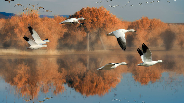 Birds lake forest autumn airbrush free wallpaper - medium preview image