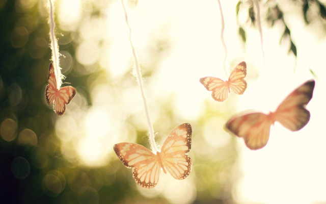 Butterflies string forest sunlight magical free wallpaper - medium preview image