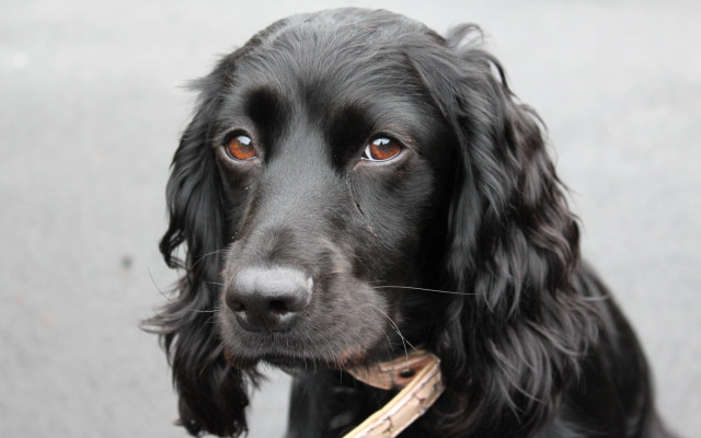 Black dog sad collar leash #2 free wallpaper - medium preview image