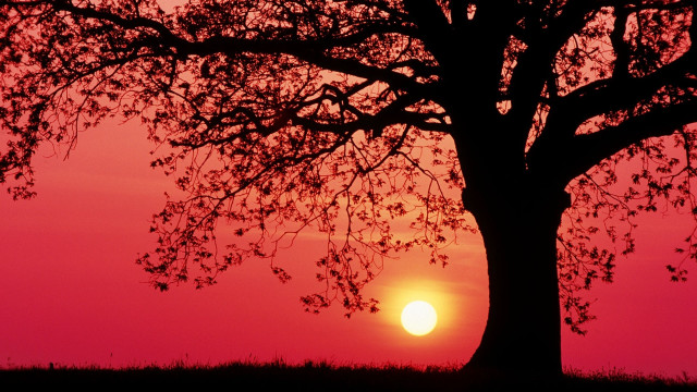 Sunset tree red sky clouds free wallpaper - medium preview image