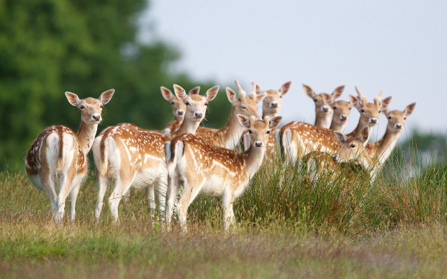 Deer forest grass nature bird free wallpaper - medium preview image