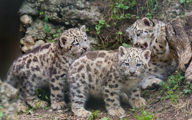 Snow leopards wildlife photography nature free wallpaper - medium preview image