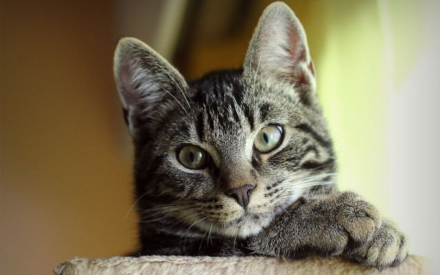 Sad cat sitting scratching post free wallpaper - medium preview image