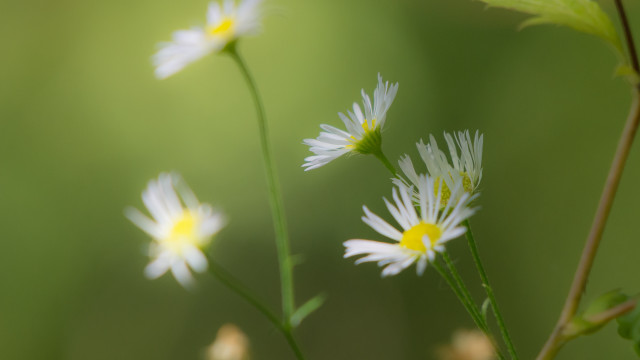 Daisy closeup blurry background macro free wallpaper - medium preview image