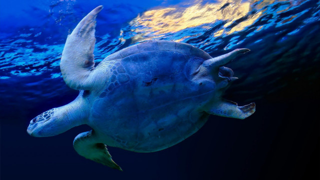 Turtle ocean hologram bubbles caustics free wallpaper - medium preview image