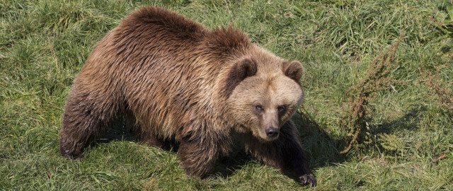 Brown bear grassy field forest free wallpaper - medium preview image