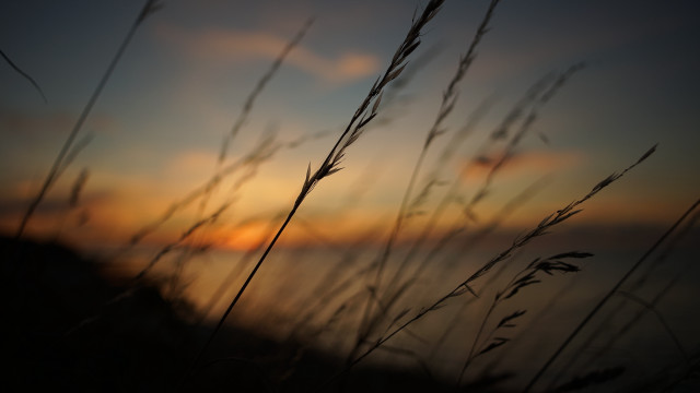 Sunset tallgrass water clouds andor free wallpaper - medium preview image