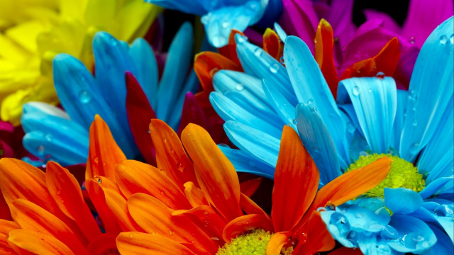 Colorful flower water droplets macro #2 free wallpaper - medium preview image