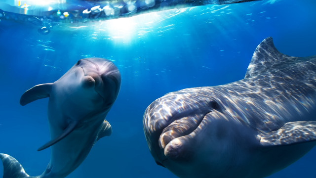 Dolphins ocean boat light bubbles free wallpaper - medium preview image