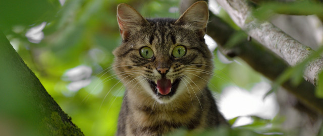 Cat open mouth tree blurry free wallpaper - medium preview image