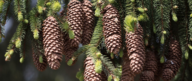 Pine cones branch forest nature free wallpaper - medium preview image