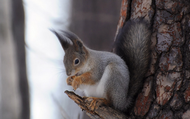 Squirrel tree branch winter nut free wallpaper - medium preview image