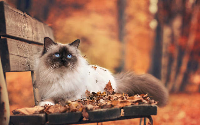 Cat park autumn blurry fire free wallpaper - medium preview image