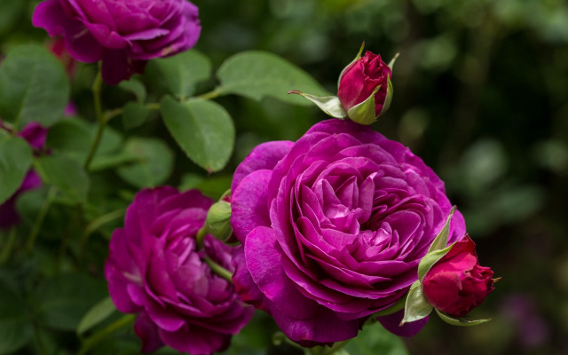 Purple flower bokeh closeup macro free wallpaper - medium preview image