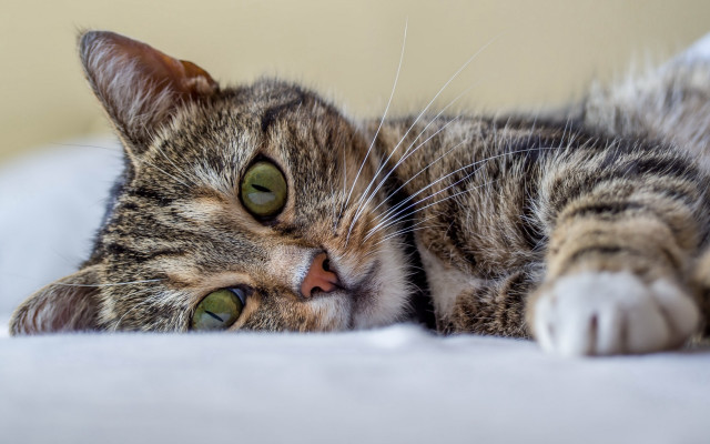 Cat wide eyed bed blurry free wallpaper - medium preview image