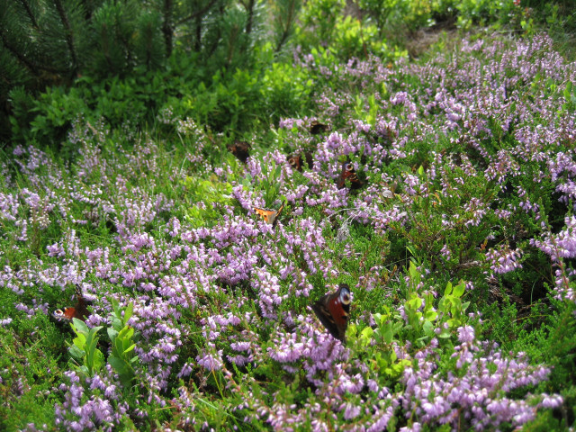 Purple flowers butterflies grass trees free wallpaper - medium preview image