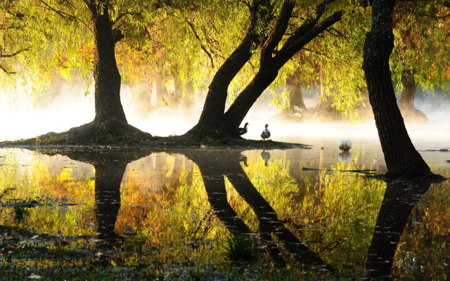 Ducks island autumn leaves magic free wallpaper - medium preview image