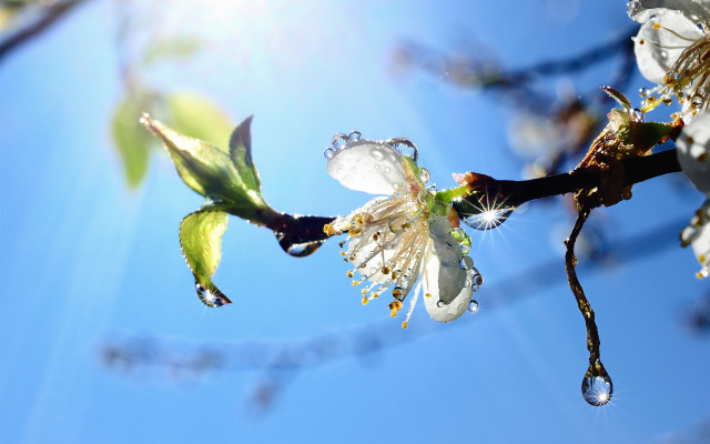 Branch water drops blue sky free wallpaper - medium preview image