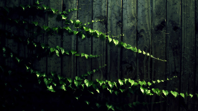 Wooden fence vine clock photorealism free wallpaper - medium preview image