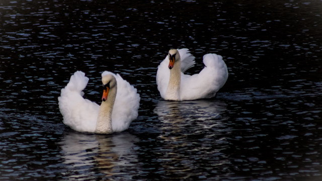 Swans rococo puzzle animal photography free wallpaper - medium preview image