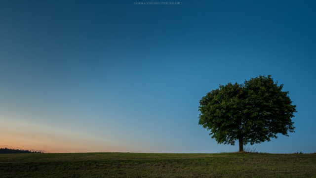 Lone tree grassy field sunset free wallpaper - medium preview image