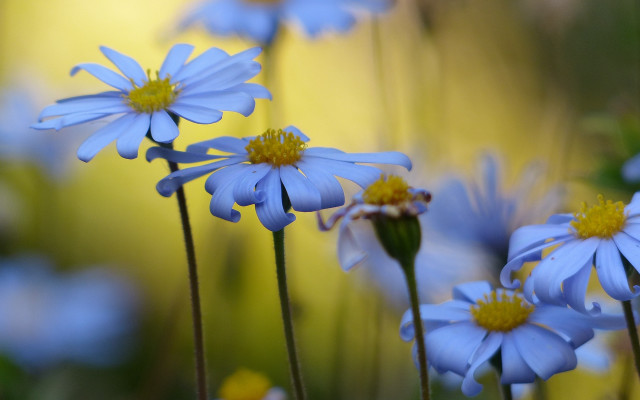 Blue flower field butterfly bokeh free wallpaper - medium preview image