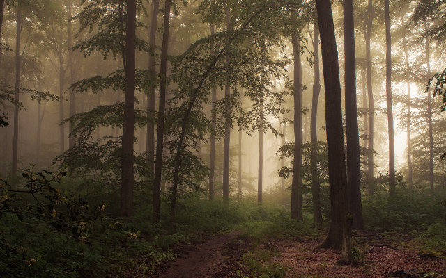 Forest path fog bench bamboo free wallpaper - medium preview image