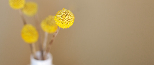 White vase yellow flowers tabletop free wallpaper - medium preview image